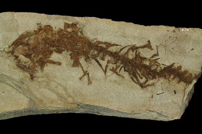 Partial, Fossil Salamander (Chelotriton) - Gracanica, Bosnia #175088